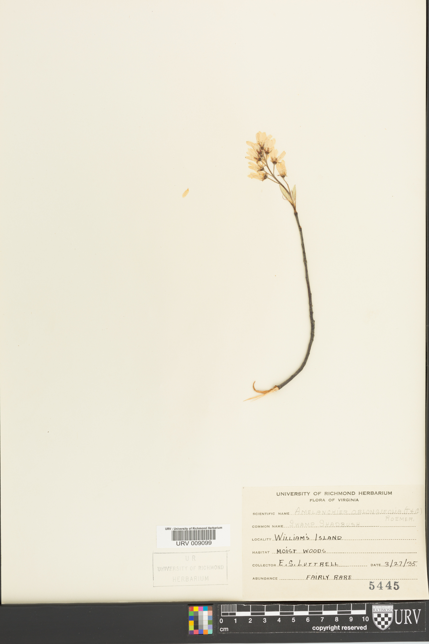 Amelanchier oblongifolia image