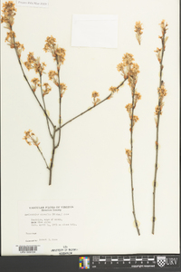 Amelanchier obovalis image