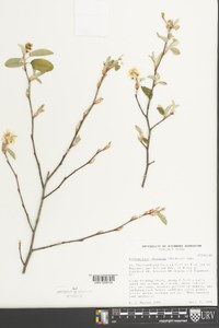 Amelanchier obovalis image