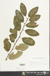 Amelanchier obovalis image