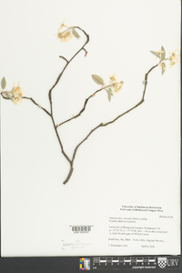 Amelanchier obovalis image