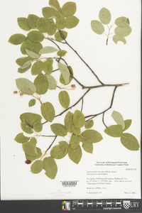 Amelanchier obovalis image