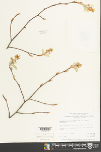 Amelanchier spicata image