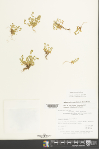 Aphanes australis image