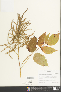 Aruncus dioicus image