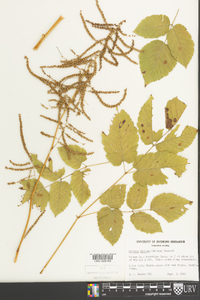 Aruncus dioicus image