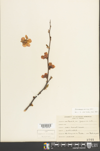 Chaenomeles speciosa image