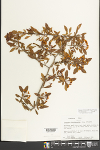 Crataegus brachyacantha image