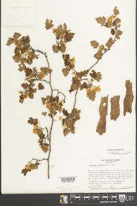 Crataegus marshallii image