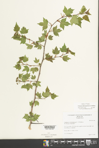 Crataegus phaenopyrum image