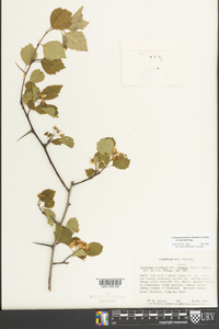 Crataegus pruinosa image