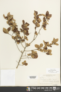 Crataegus uniflora image