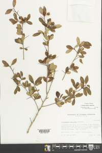 Crataegus uniflora image