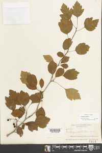 Crataegus viridis image