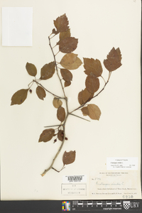 Crataegus viridis image