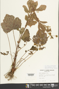 Geum laciniatum image