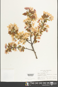 Malus floribunda image