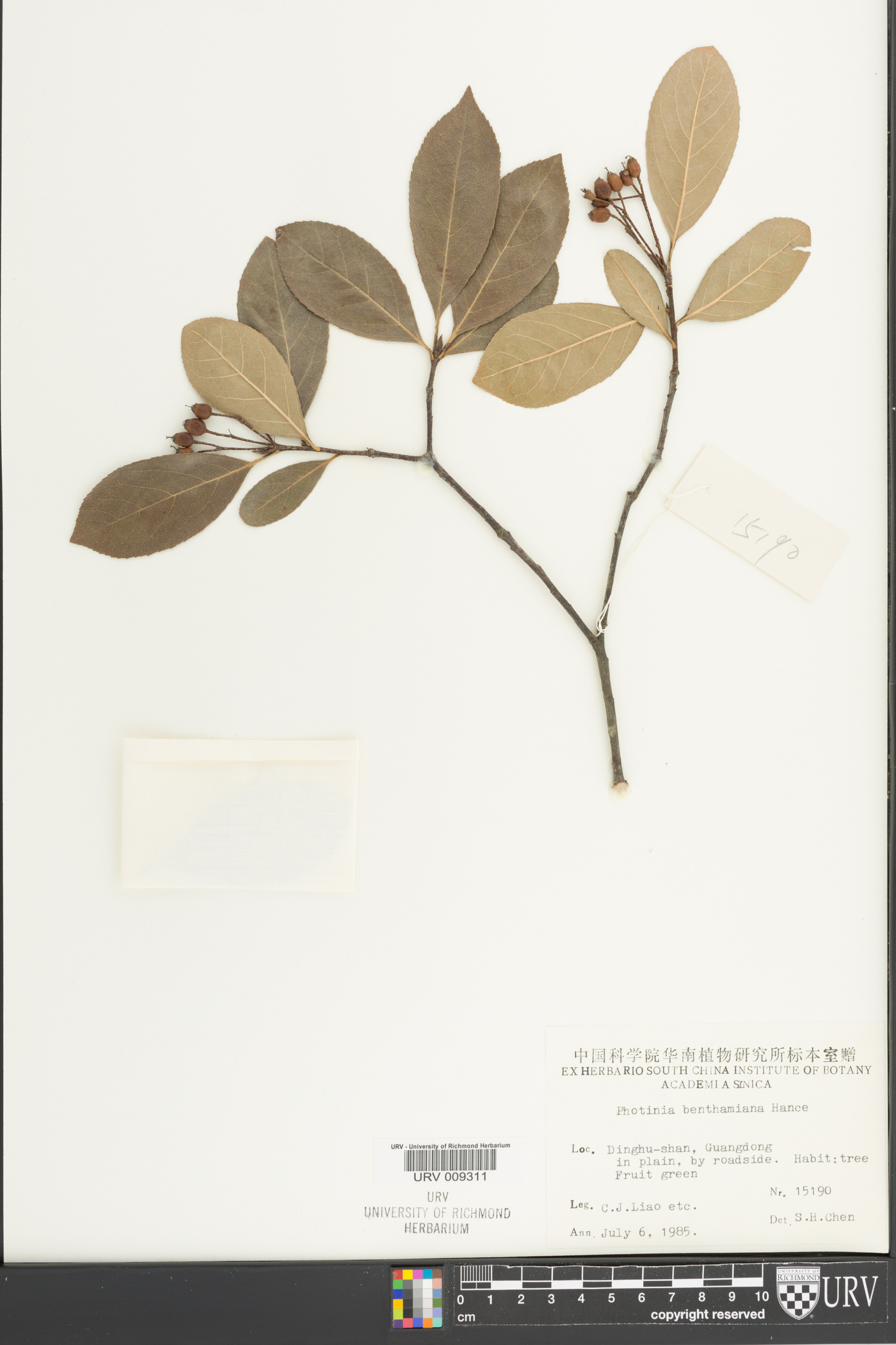 Photinia benthamiana image