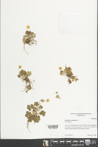 Potentilla canadensis image