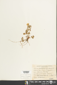 Potentilla canadensis image