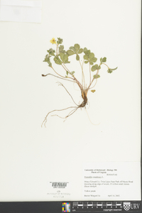 Potentilla canadensis image