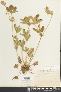 Potentilla canadensis image