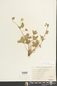 Potentilla canadensis image