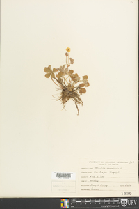 Potentilla canadensis image