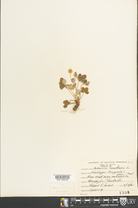 Potentilla canadensis image