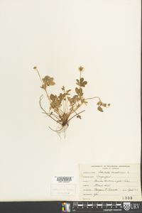 Potentilla canadensis image