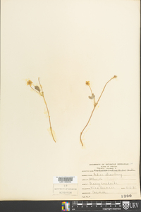 Potentilla canadensis image