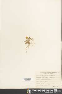 Potentilla canadensis image