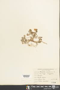 Potentilla canadensis image