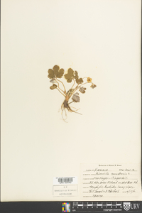 Potentilla canadensis image