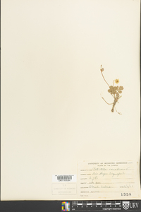 Potentilla canadensis image