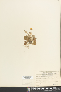 Potentilla canadensis image