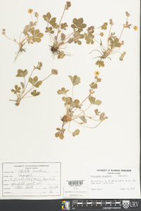 Potentilla canadensis image