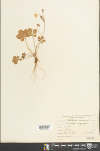 Potentilla canadensis image