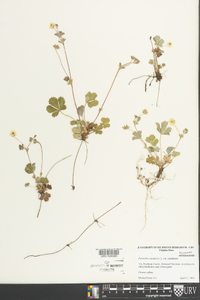 Potentilla canadensis image