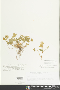 Potentilla indica image