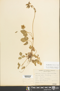 Potentilla indica image