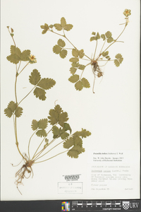 Potentilla indica image