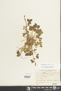 Potentilla indica image