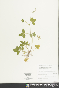 Potentilla indica image