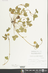 Potentilla indica image