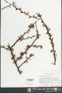 Prunus angustifolia image