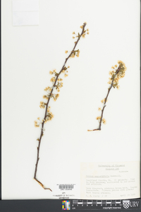 Prunus angustifolia image