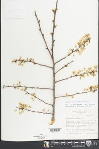 Prunus angustifolia image