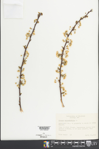 Prunus angustifolia image