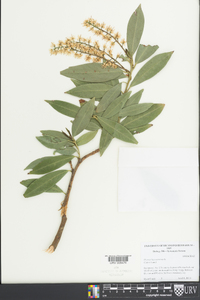 Prunus laurocerasus image